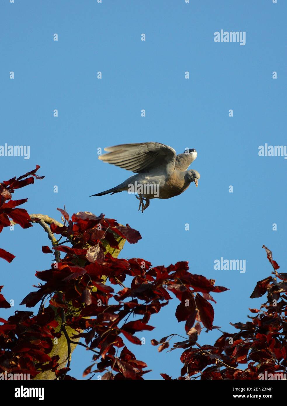 Piccione di legno (Columba Palumbus) che prende il volo da un faggio di rame Foto Stock