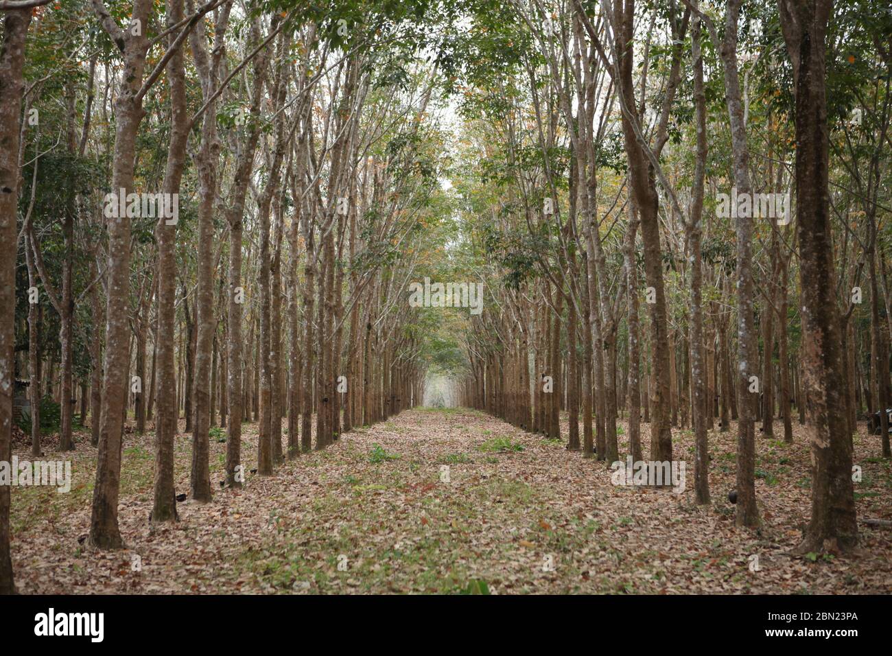 Piantagione di gomma, Thailandia Foto Stock