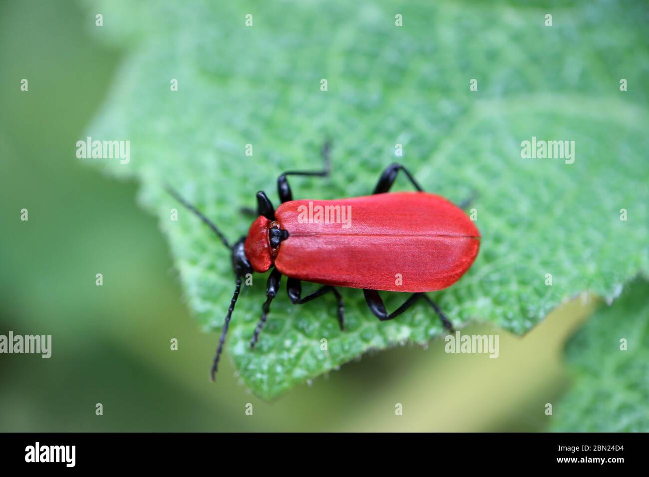 Rosso cardinale Beetle su foglia verde nel giardino, bettle rosso su foglia verde con pattugliamenti, insetto fauna selvatica, insetto rosso su foglia verde macro, macro fotografia Foto Stock