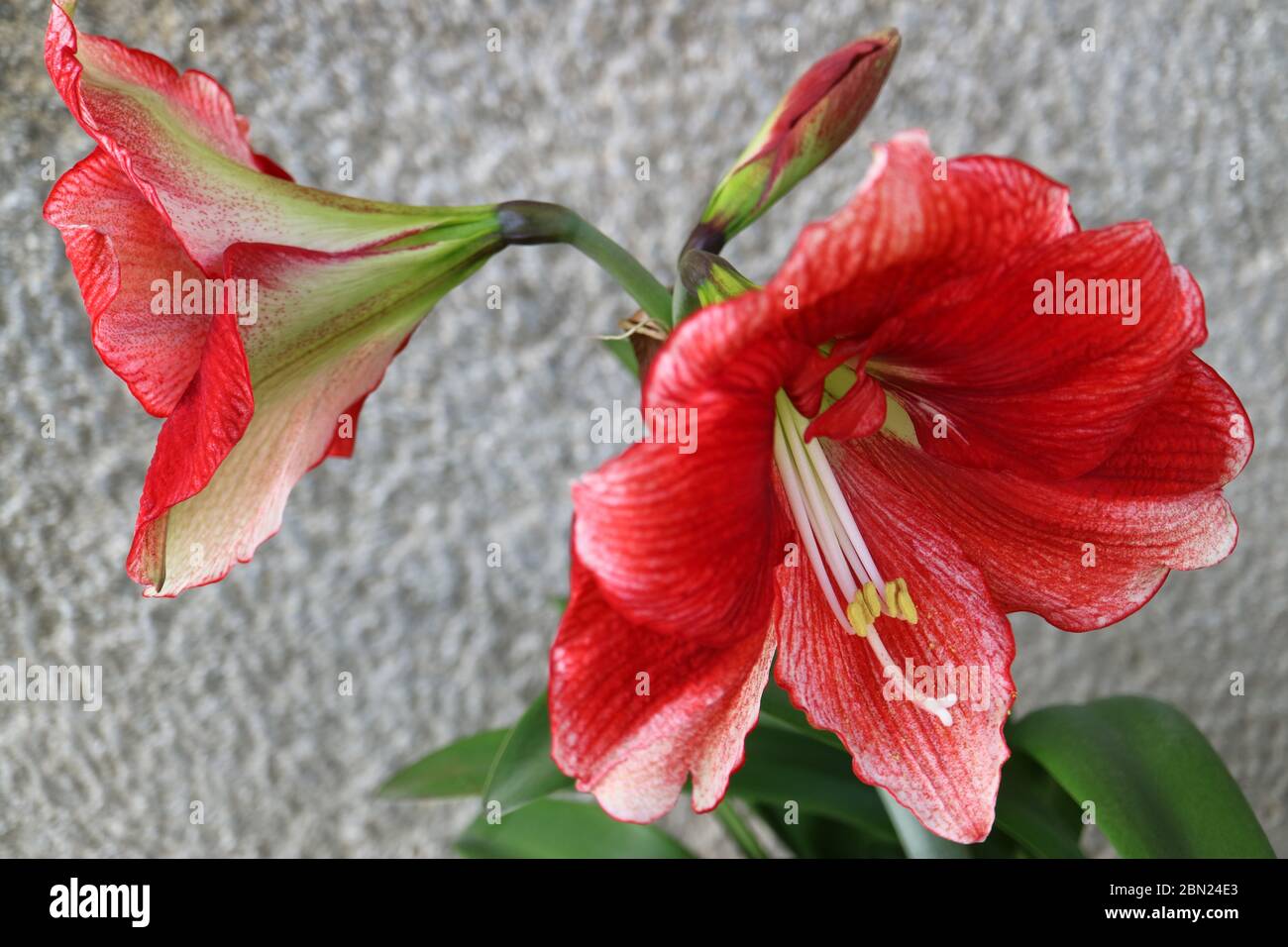 Amarylis rosso con lunghi stampini bianchi e foglie verdi, amaryllis rosso con fondo grigio parete, fiori rossi con gemma macro, foto floreale, macro foto Foto Stock