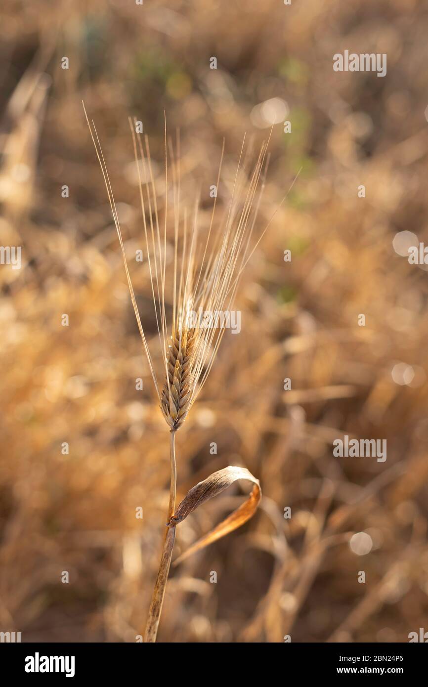 Orecchio di grano giallo maturo primo piano su uno sfondo sfocato Foto Stock