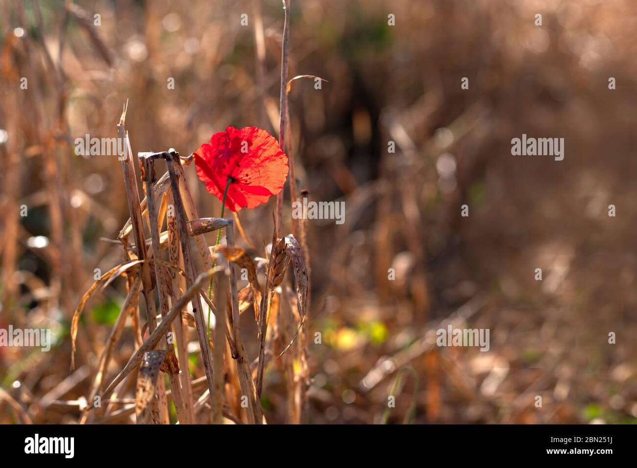 Fiore di papavero in retroilluminazione soleggiata tra orecchio maturo di grano giallo su uno sfondo sfocato Foto Stock