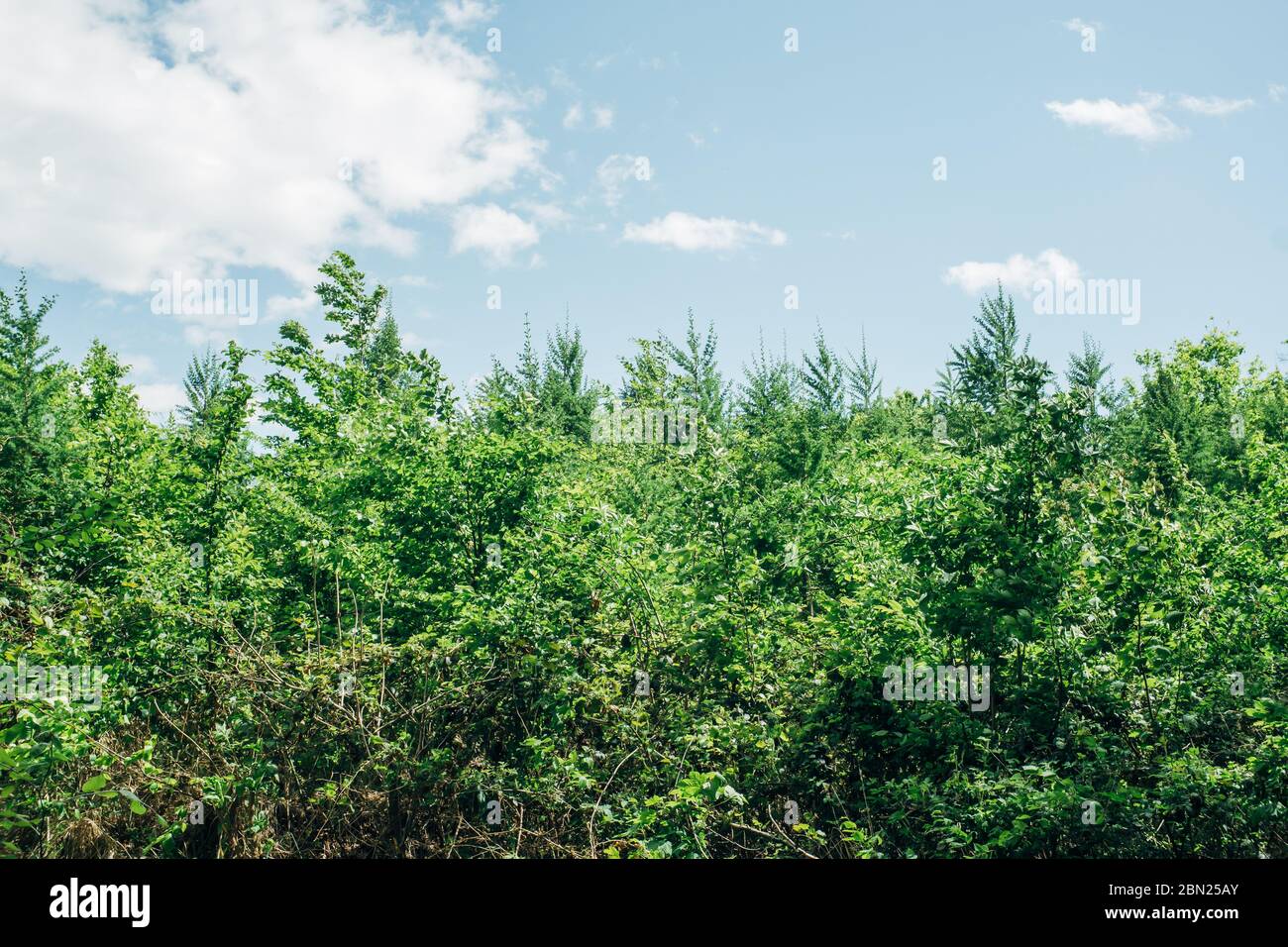 Cime miste contro il cielo blu con nuvole Foto Stock