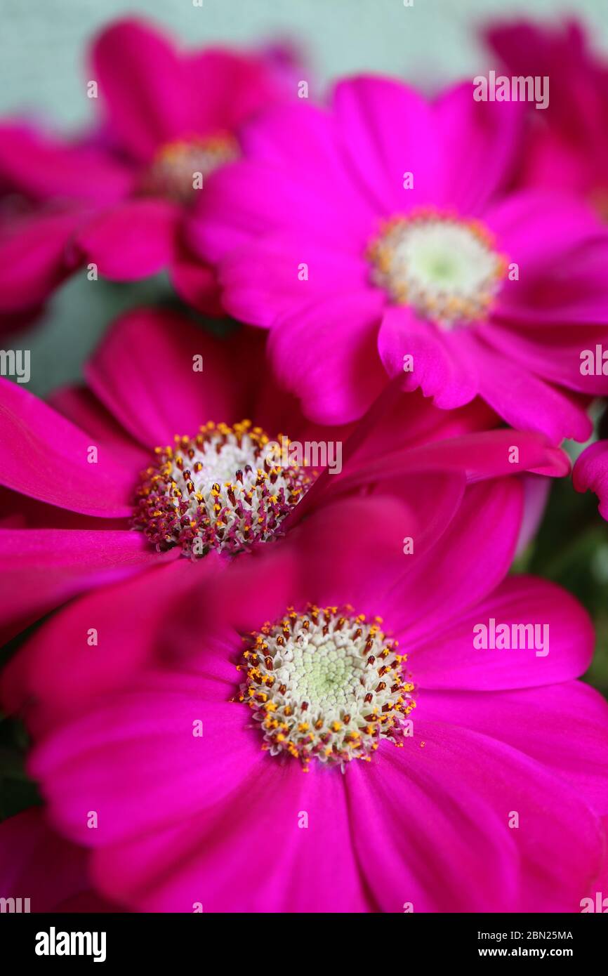 Fiori rosa con petali morbidi, balestre bianche e foglie verdi, fiori rosa primavera macro, testa fiore rosa, foto floreale, macro fotografia, foto d'azione Foto Stock