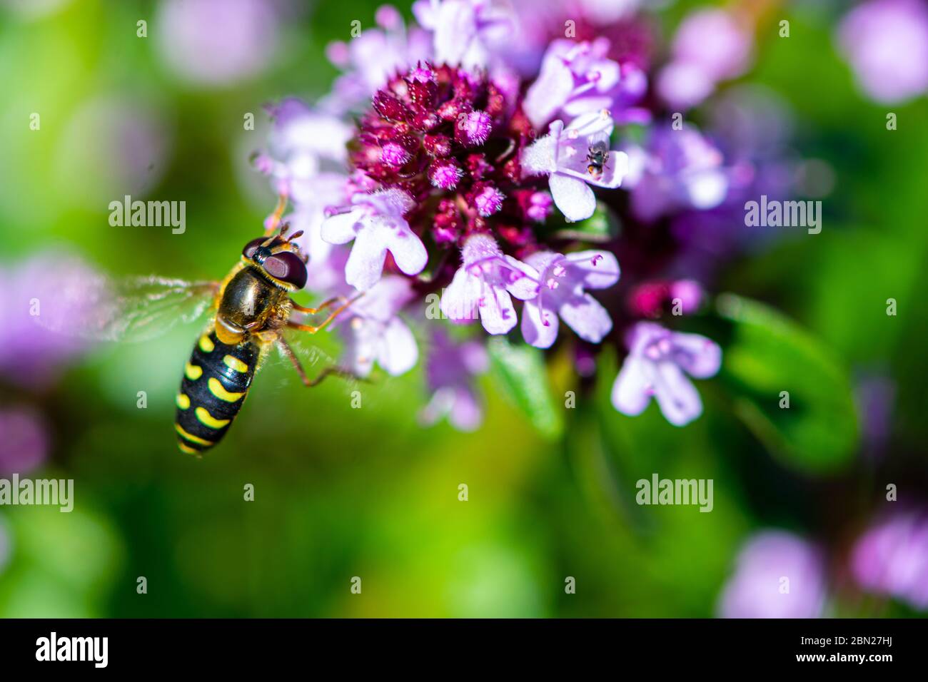 Insetti di hoverfly simile a vespa e ape sul fiore saporito estivo Foto Stock
