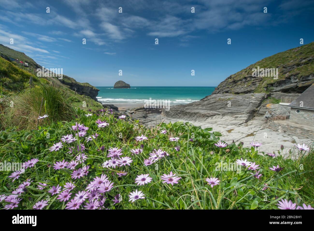 Flower di Thrift davanti alla scena costiera, Cornovaglia UK Foto Stock