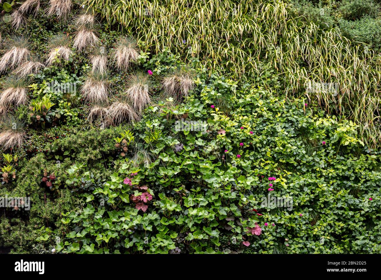 Muro vivente a Brighton con piante Foto Stock