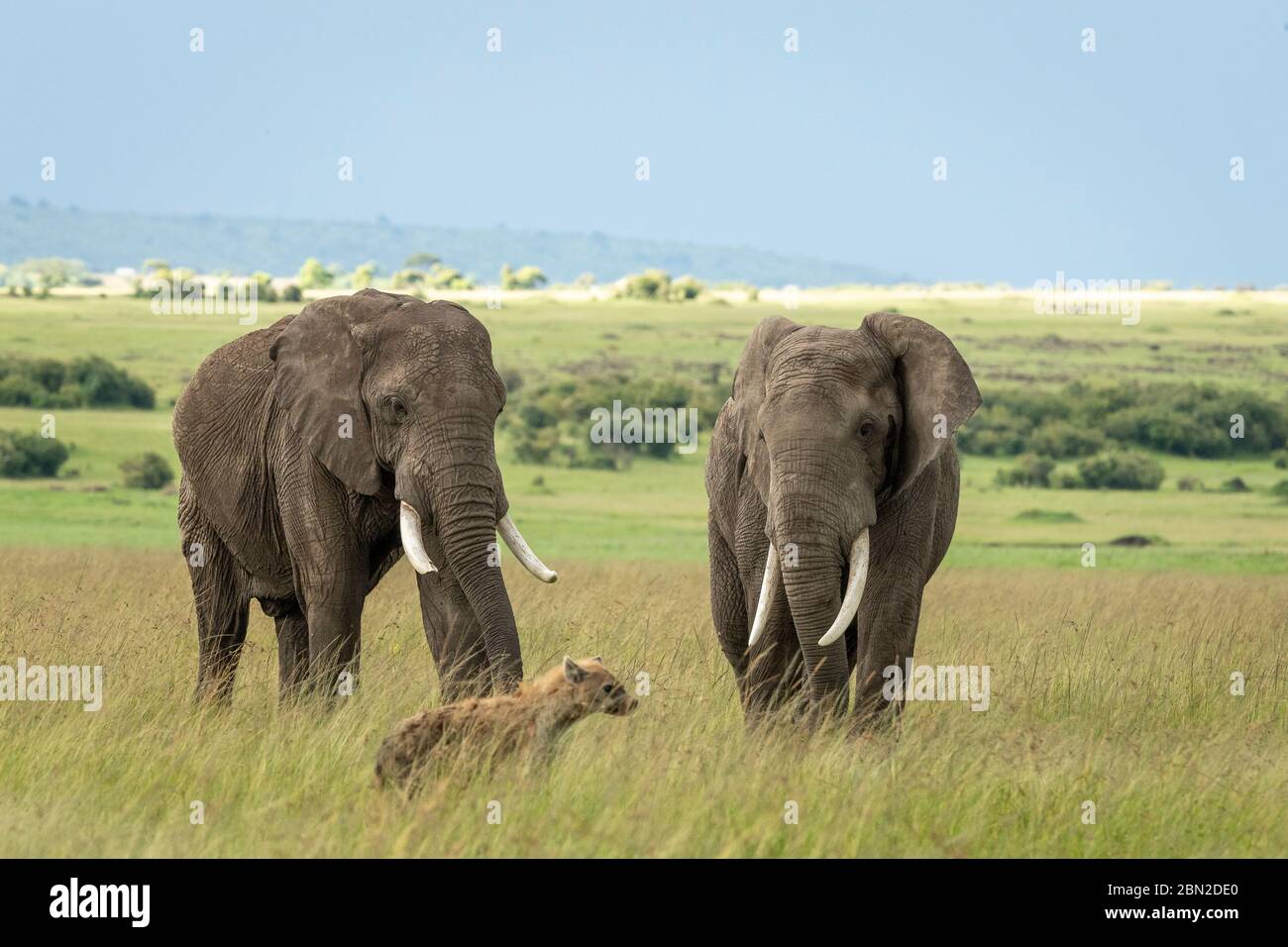 Due elefanti africani (Loxodonta africana) che guardano una chiena avvistata che cammina nel prateria nel Masai Mara Kenya Foto Stock
