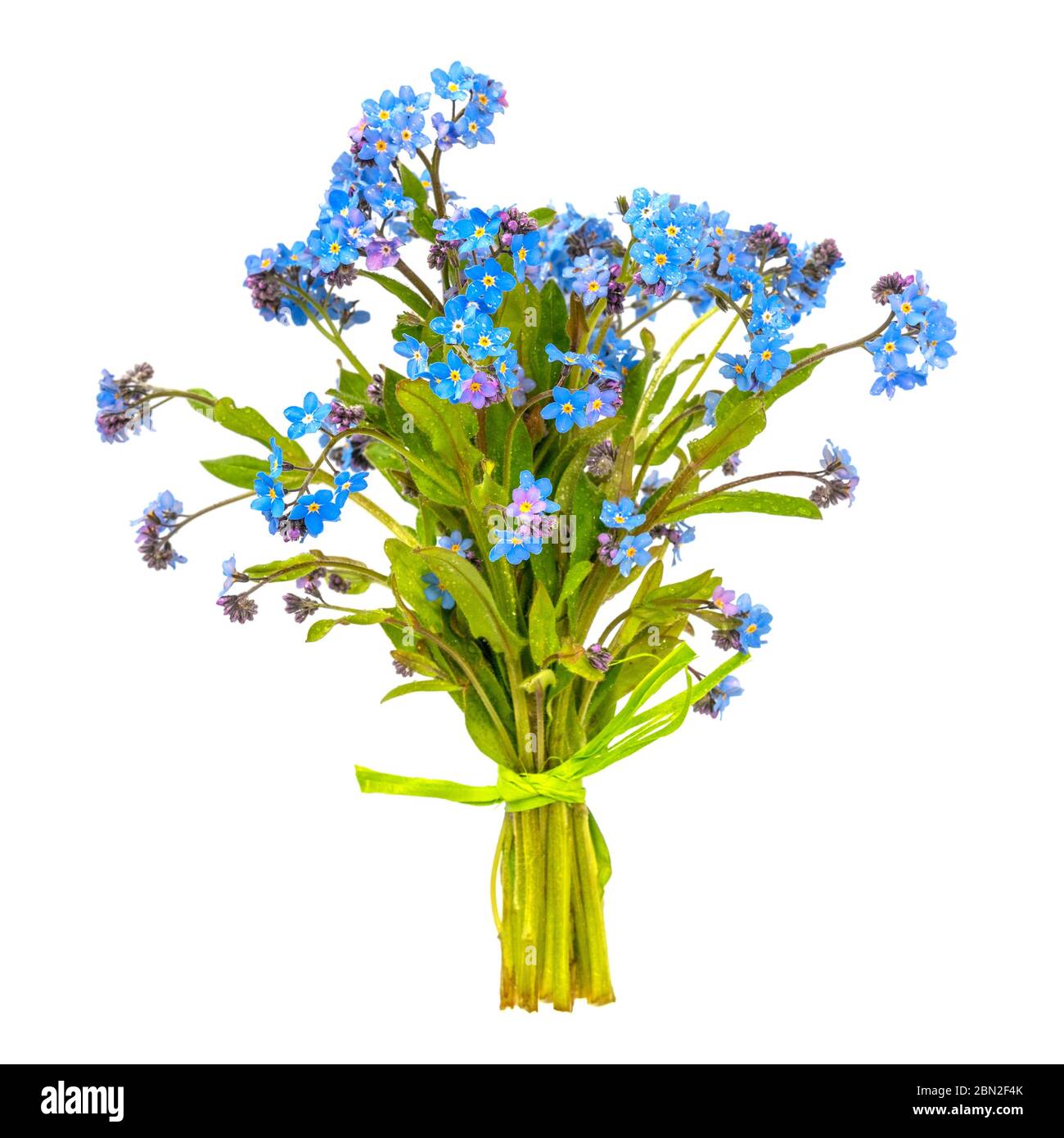 Mazzo di Myosotis sylvatica, fiori blu isolati su sfondo bianco Foto Stock