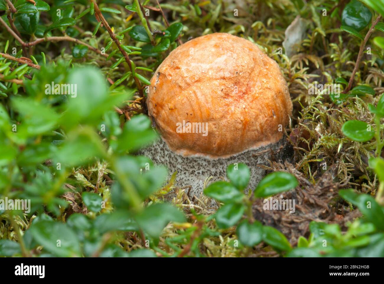 Funghi a Denali, Alaska Foto Stock