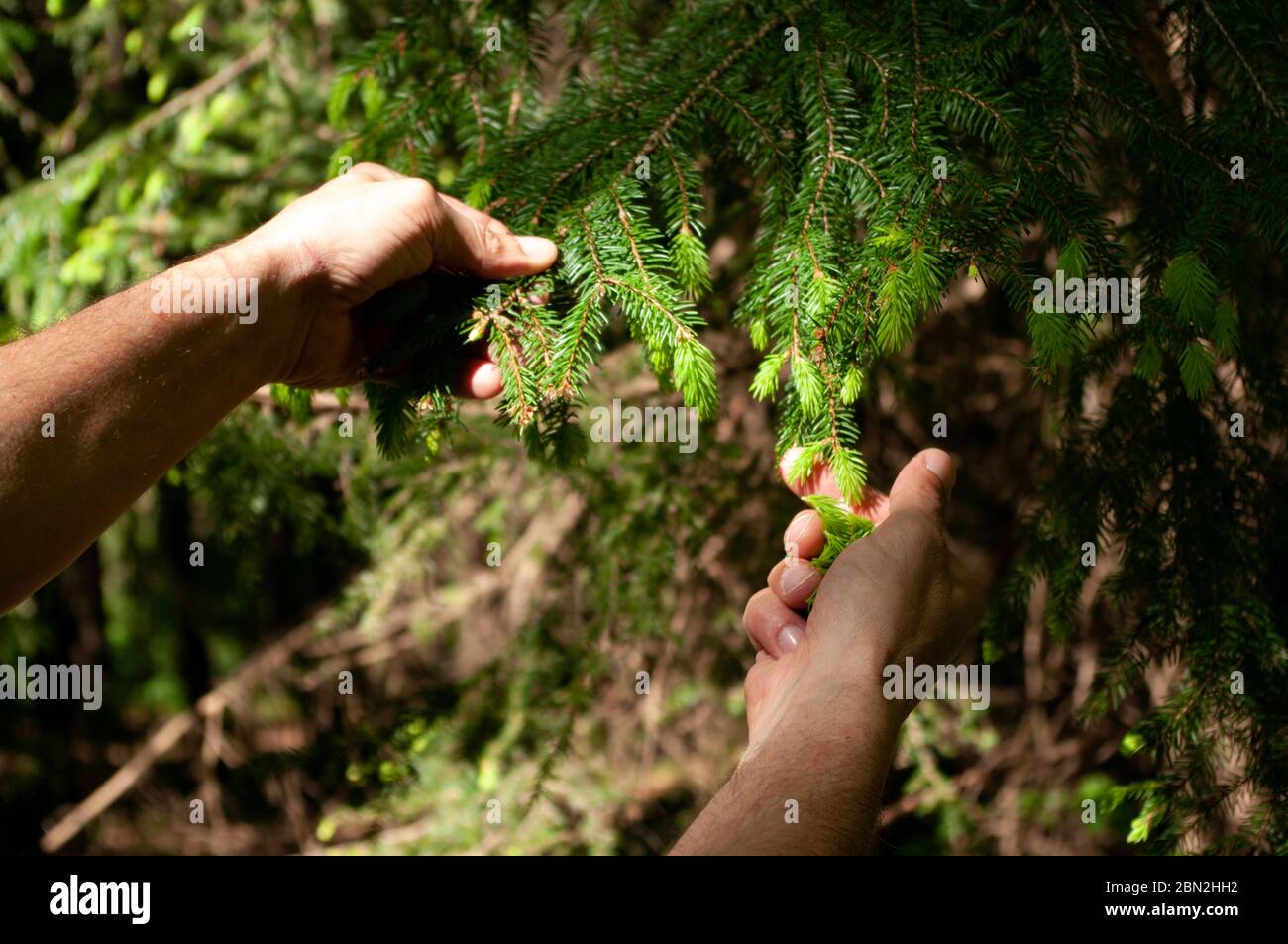 Germogli di abete rosso da albero, médecina alternativa. Cure ecologiche. Naturopatia. Ingrediente sciroppo ecologico. Foto Stock