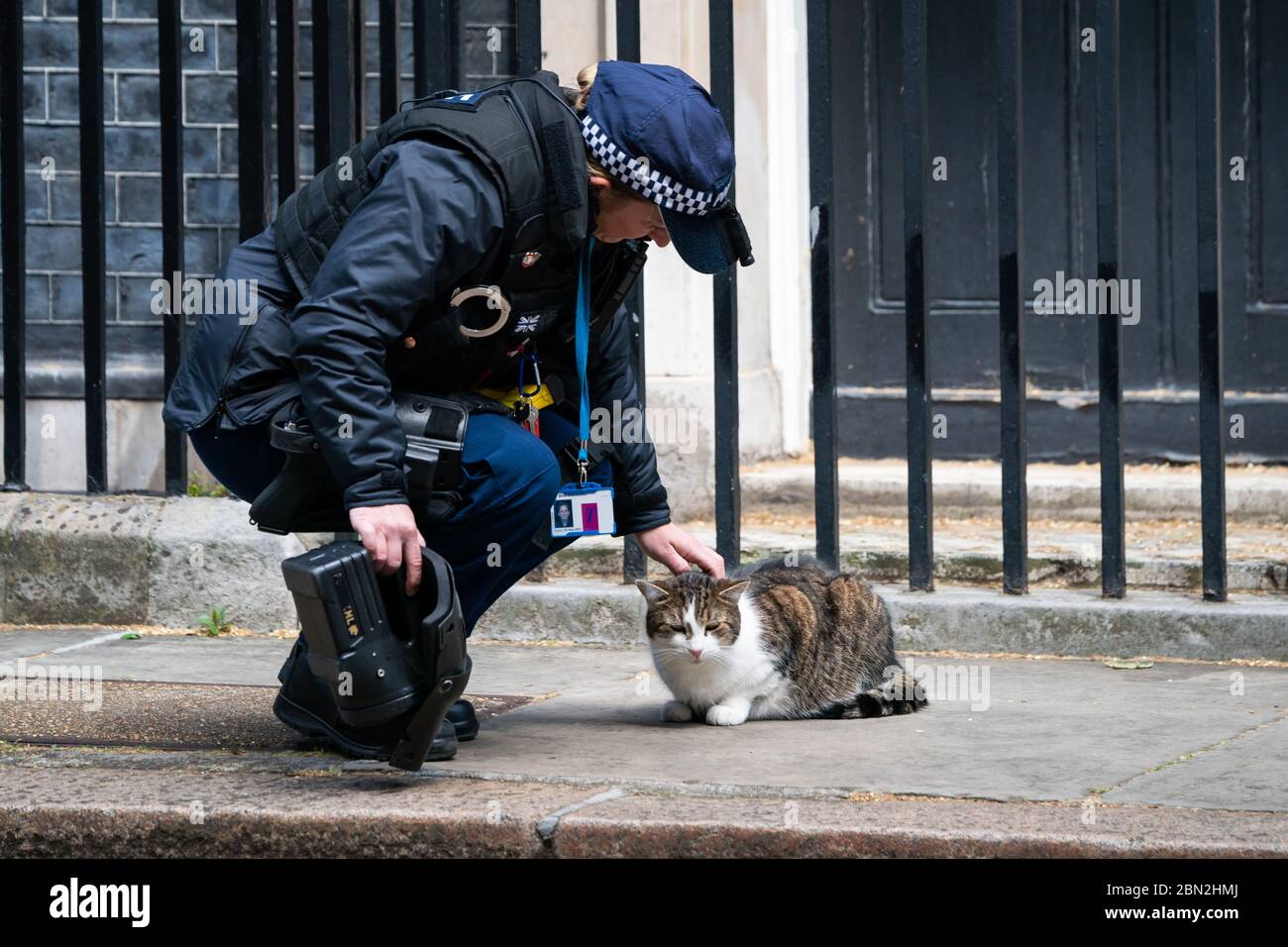 Larry The Downing Street Cat a Downing Street, Londra, dopo l'annuncio dei piani per portare il paese fuori dalla situazione di blocco. Foto Stock