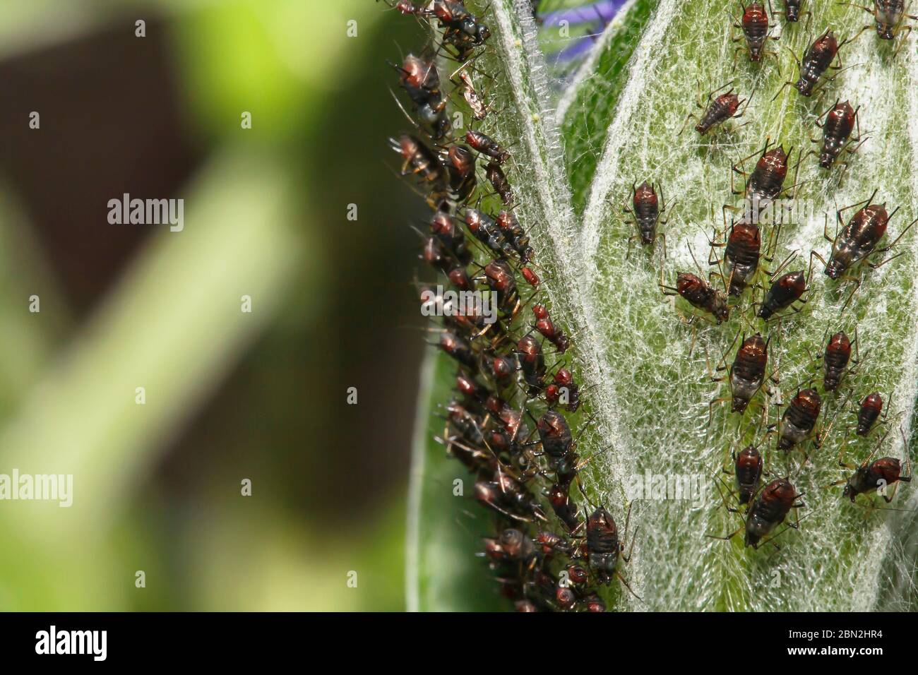 Afidi, closeup di mosca nera (afididae, possibilmente aphis gossypii) succhiando su una foglia in un giardino britannico Foto Stock