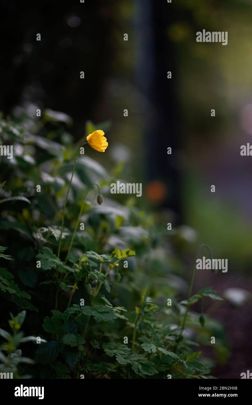 un tulipano catturato in luce del sole Foto Stock