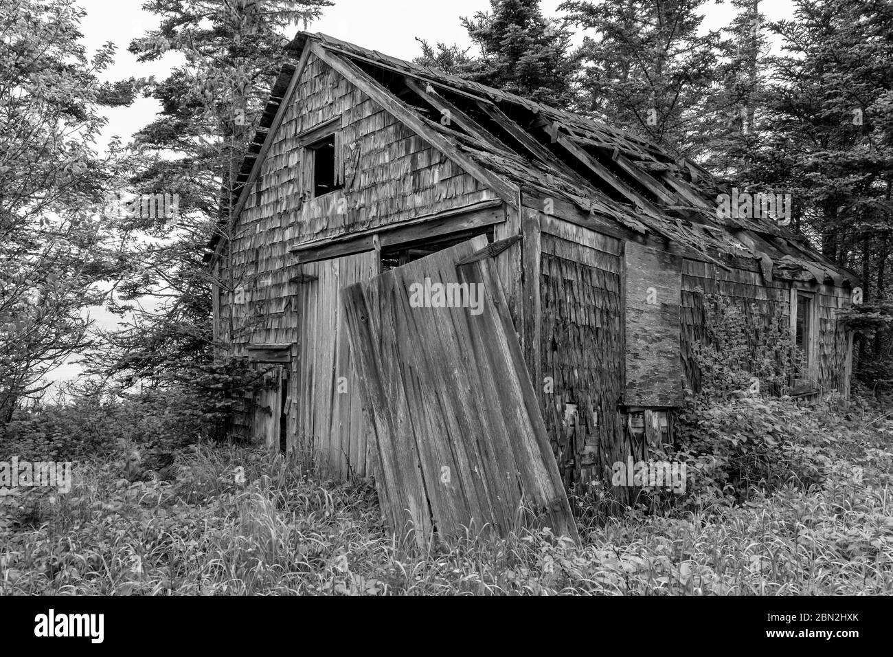 Un vecchio, intemperato, shack nel bosco. Lati in legno di ciottoli e porte in legno. La maggior parte del tetto scavato dentro e una delle porte è appesa sciolta. Vegetazione Foto Stock