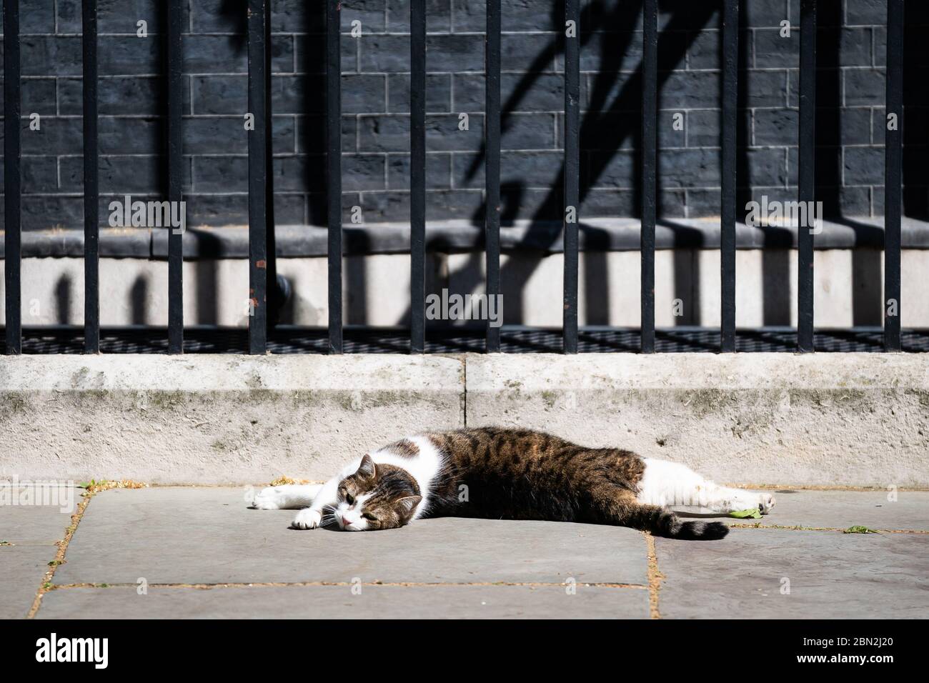 Larry The Downing Street Cat a Downing Street, Londra, dopo l'annuncio dei piani per portare il paese fuori dalla situazione di blocco. Foto Stock