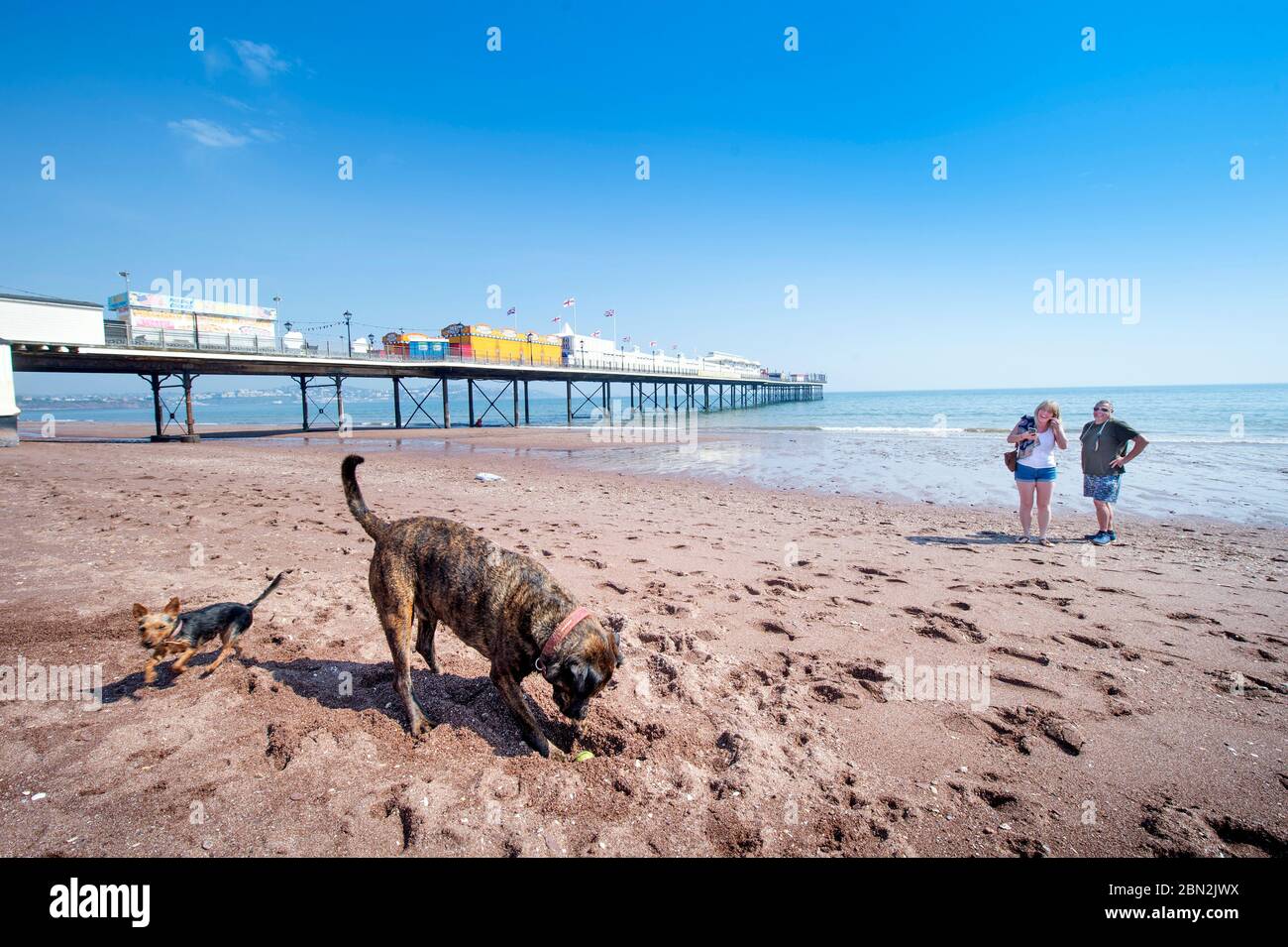 Camminatori di cane sulla spiaggia deserta vicino a Paignton durante il blocco di Coronavirus, Regno Unito Foto Stock