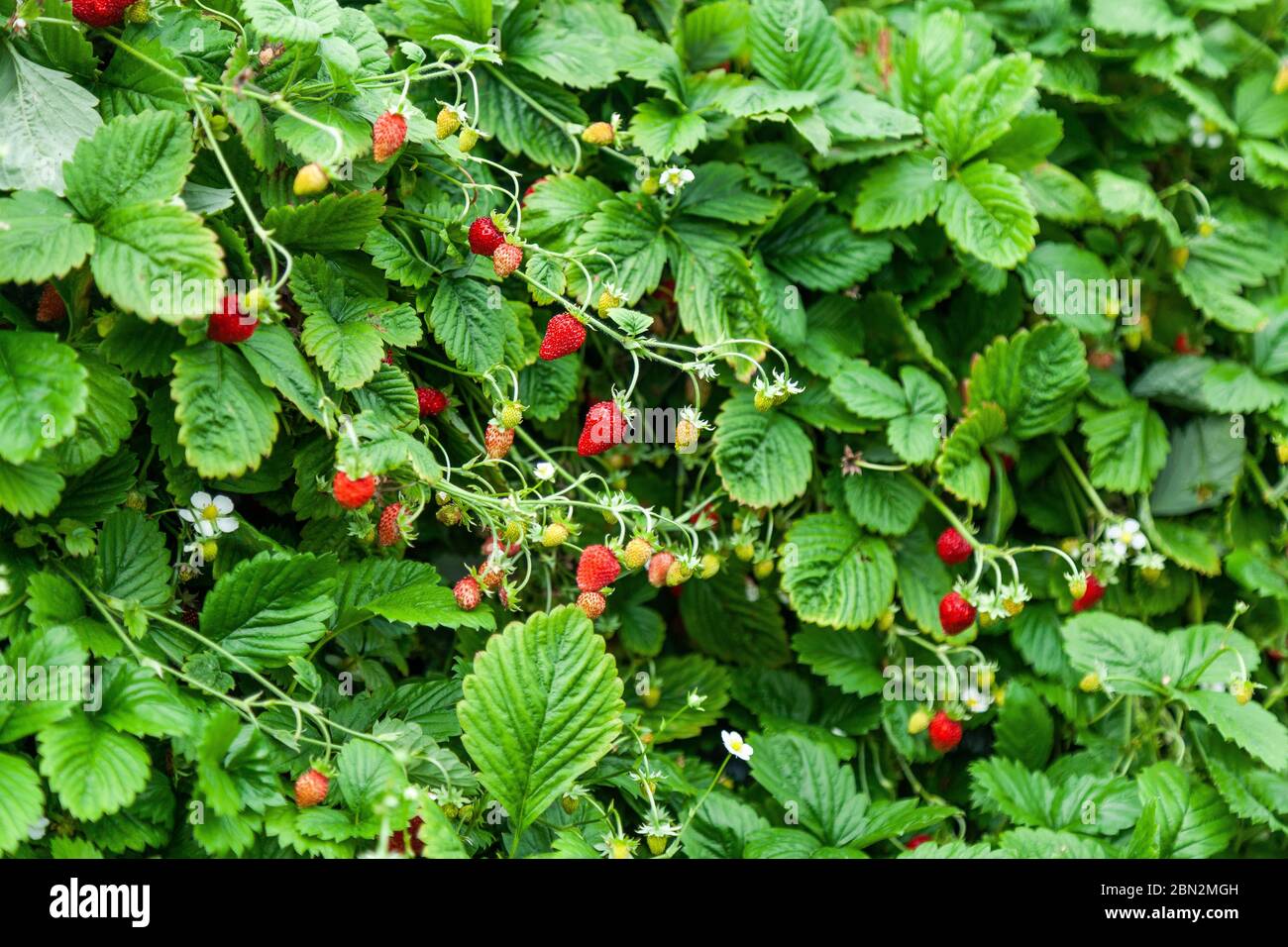 Coltivare fragole rosse e fragole selvatiche in serra Foto Stock
