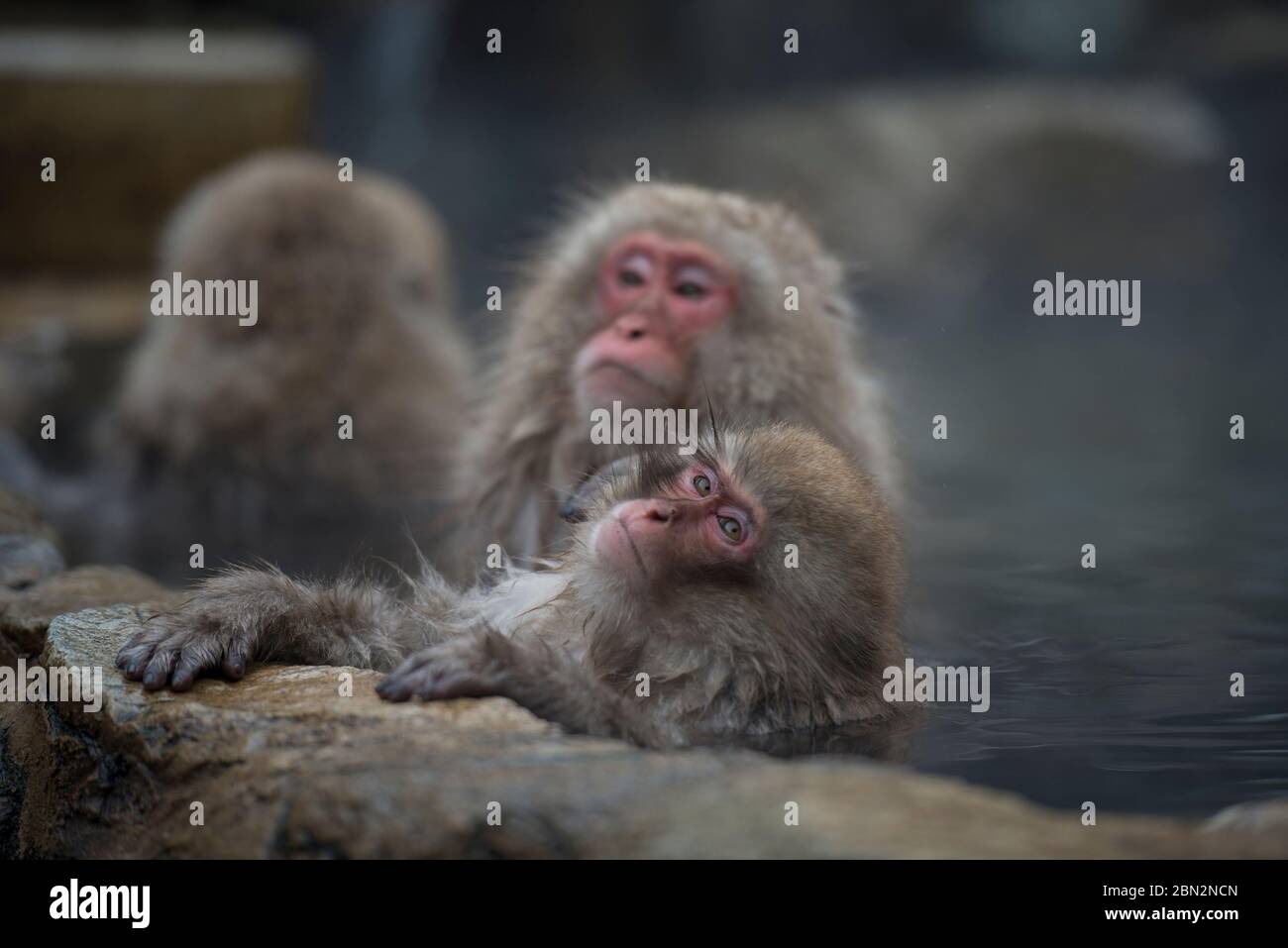 Macaque Monkeys giapponese, Macaca fuscata, in bagno termale caldo, Jigokudani Yaenkoen Monkey Park, Yamanouchi, Nagano, Giappone Foto Stock