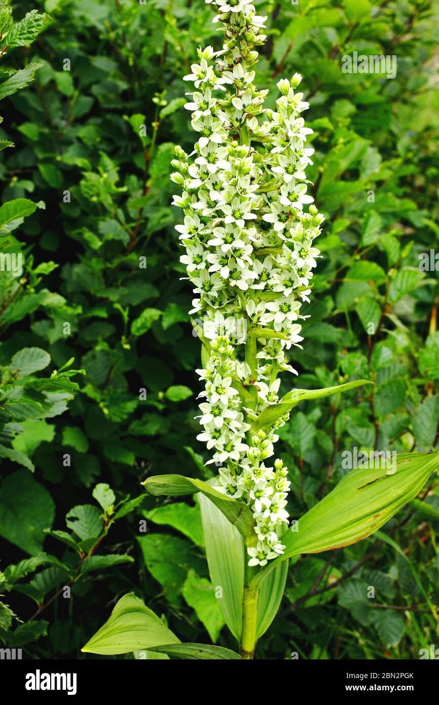 Weisser Germer, album ssp. Di Veratrum Foto Stock