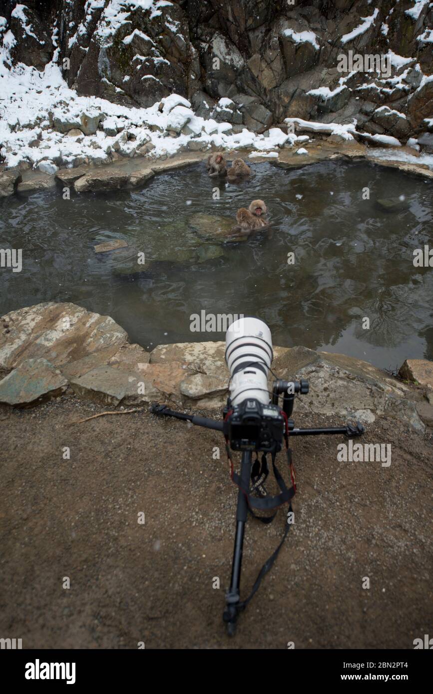 Macaque Monkey giapponese, Macaca fuscata, in bagno termale caldo con macchina fotografica su treppiede, Jigokudani Yaenkoen Monkey Park, Yamanouchi, Nagano, Giappone Foto Stock