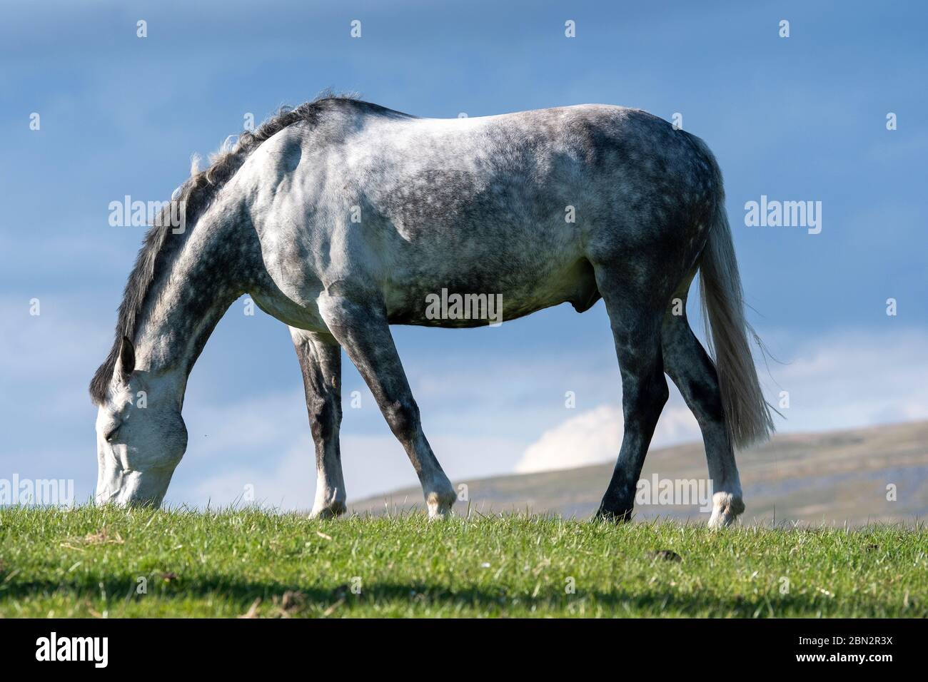 Cavalli purosangue che pascolano sui pascoli dello Yorkshire Dales in una bella serata primaverile, nel Regno Unito. Foto Stock