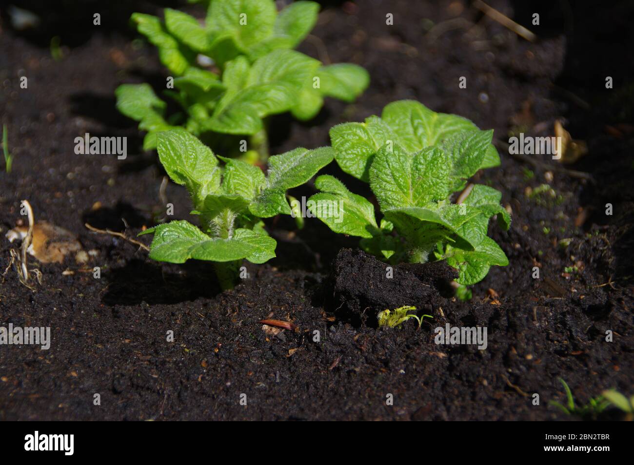 Le patate nuove si distinguono dal suolo. Coltivazione biologica di piante. Foto Stock