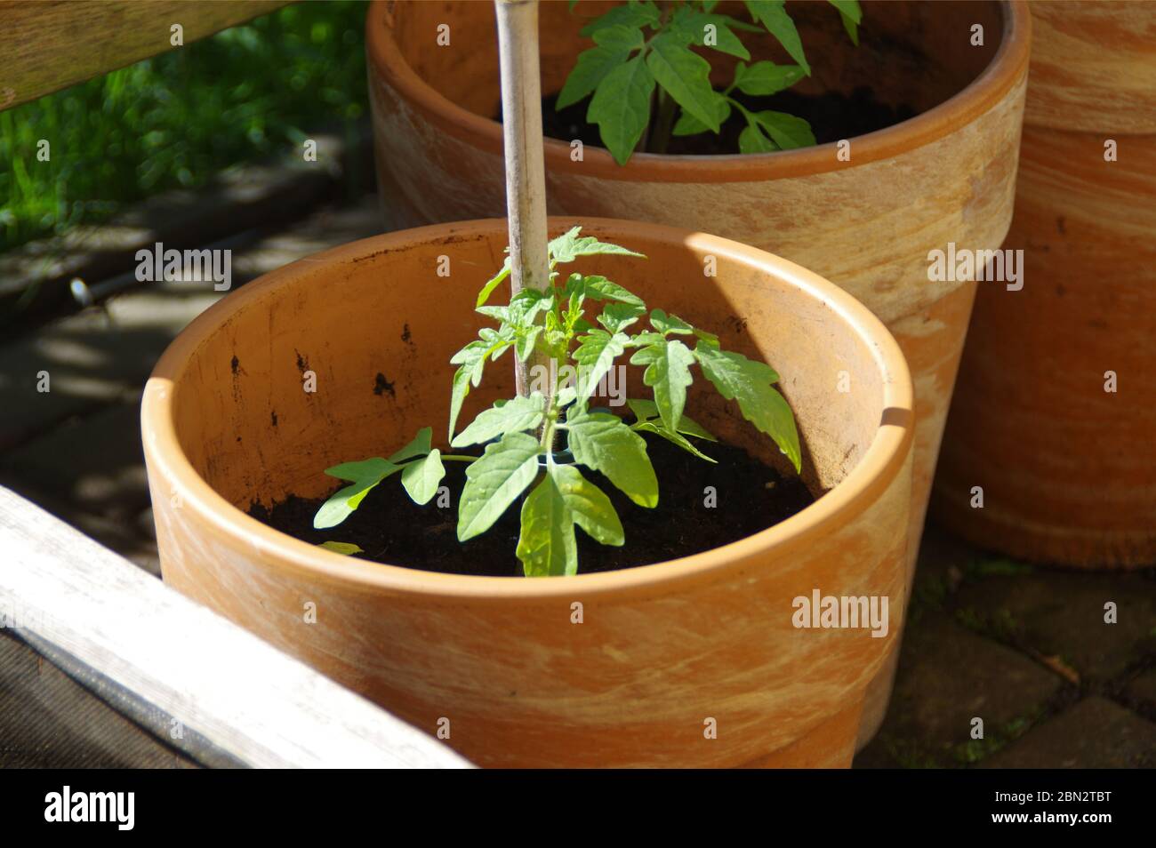 Pomodoro verde nel recipiente. Giardinaggio biologico ed ecologico. Giovane pianta verde in giardino eco casa. Foto Stock