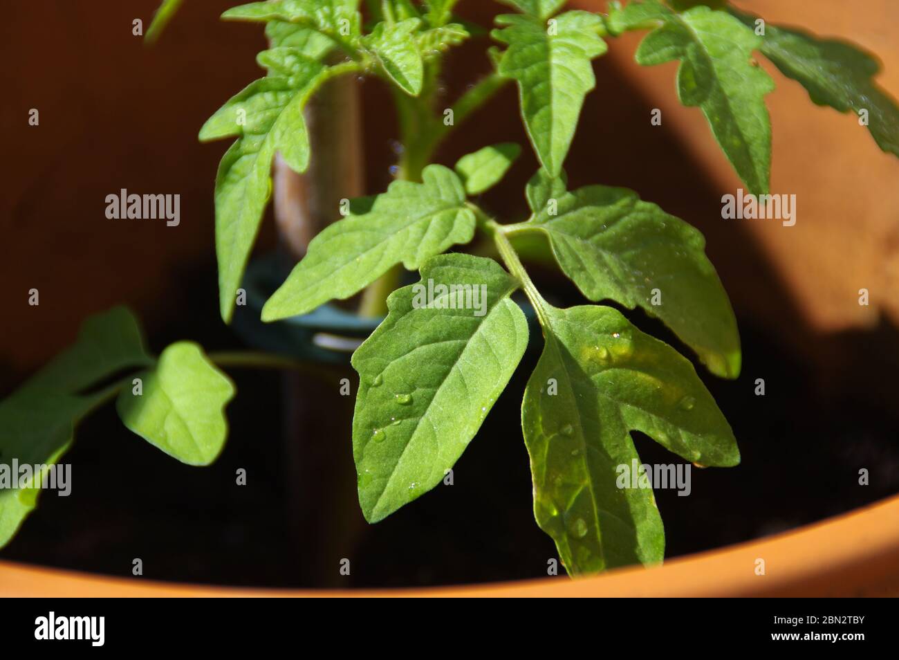 Pomodoro verde nel recipiente. Giardinaggio biologico ed ecologico. Giovane pianta verde in giardino eco casa. Foto Stock