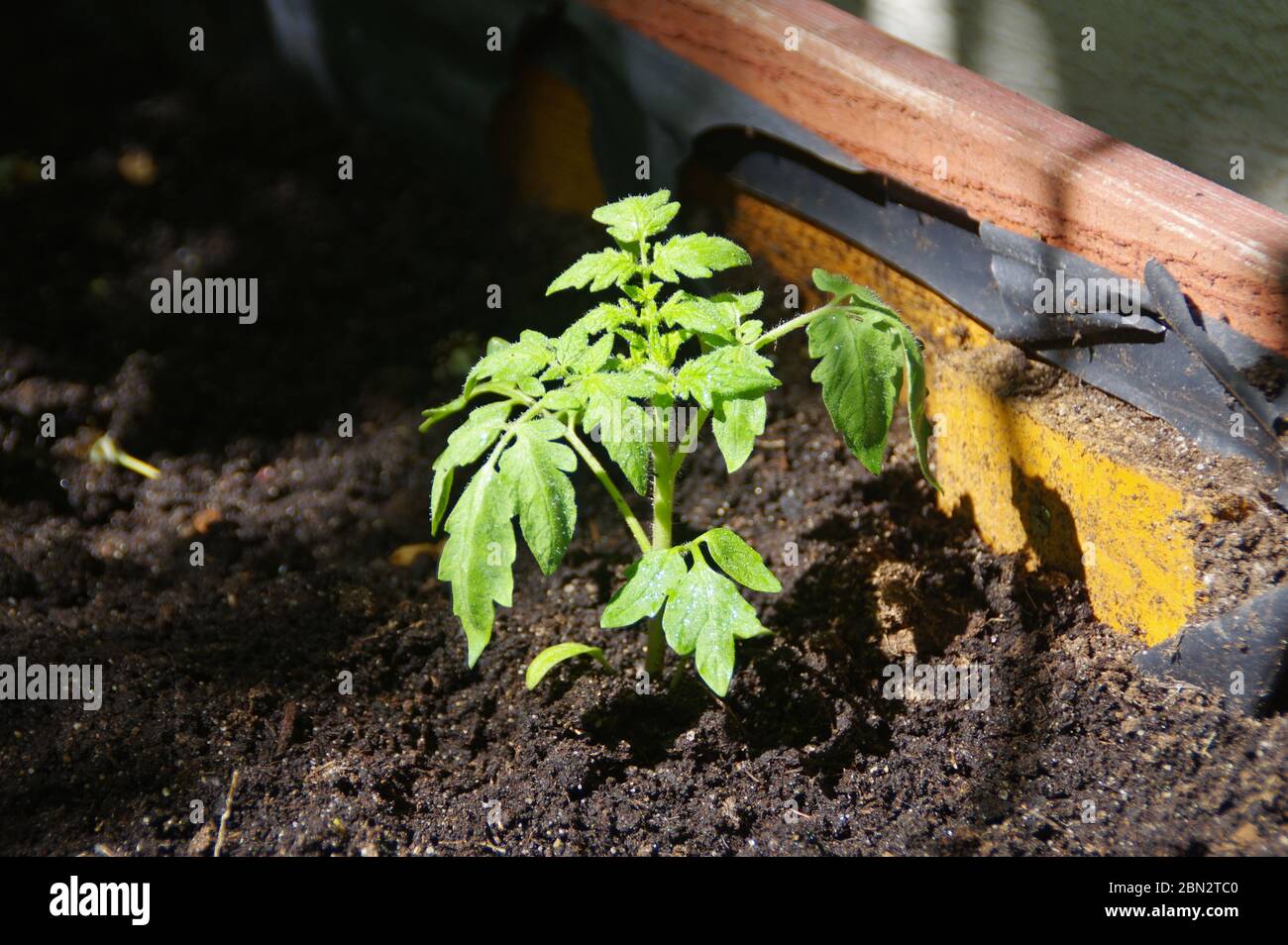 Pomodoro verde nel recipiente. Giardinaggio biologico ed ecologico. Giovane pianta verde in giardino eco casa. Foto Stock