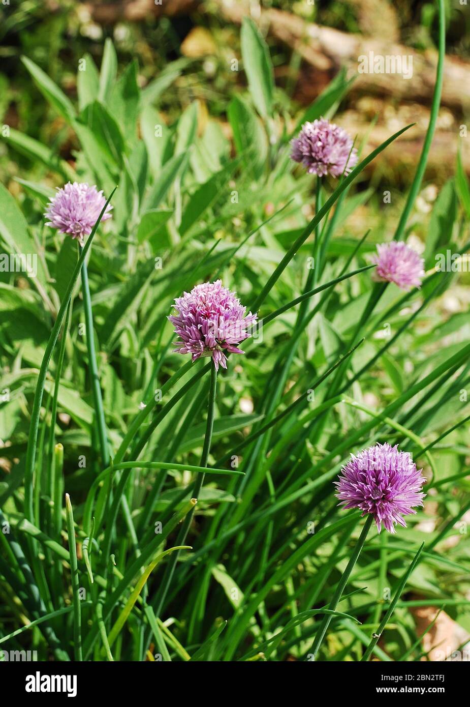 I fiori lilla di una pianta di erba cipollina in Friuli, Italia Foto stock  - Alamy