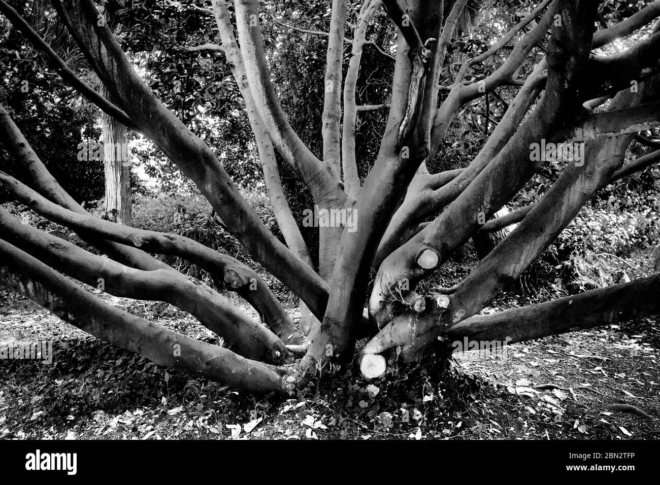 Thaxted Essex Inghilterra Churchyard Laurel Tree. Maggio 2020 Foto Stock