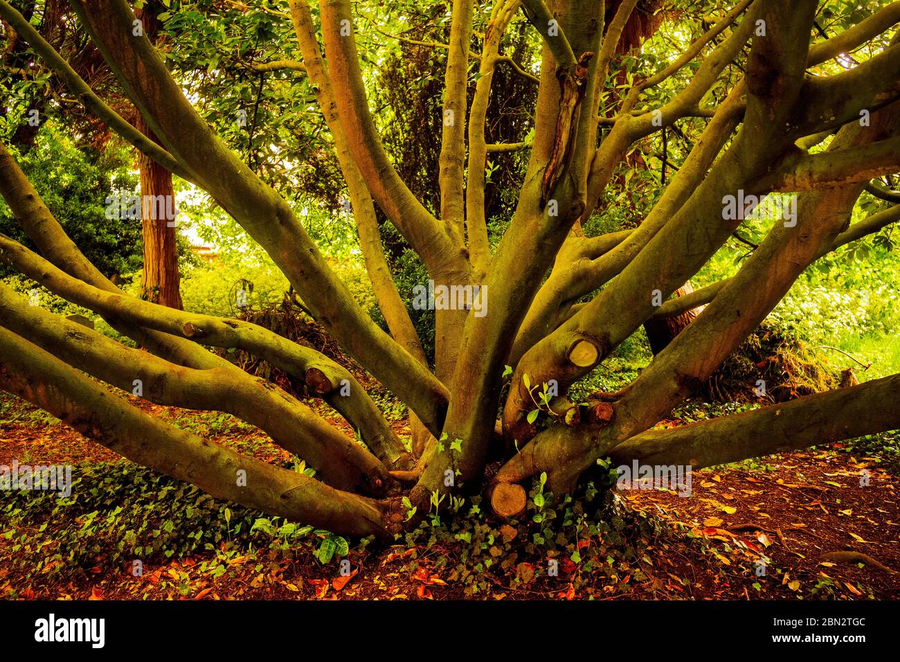 Thaxted Essex Inghilterra Churchyard Laurel Tree. Maggio 2020 Foto Stock