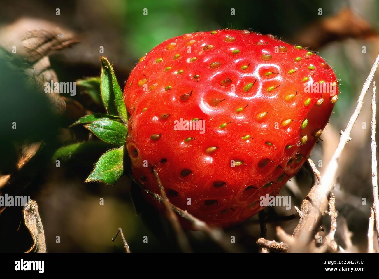 Primo piano di fragole che crescono in un campo Foto Stock