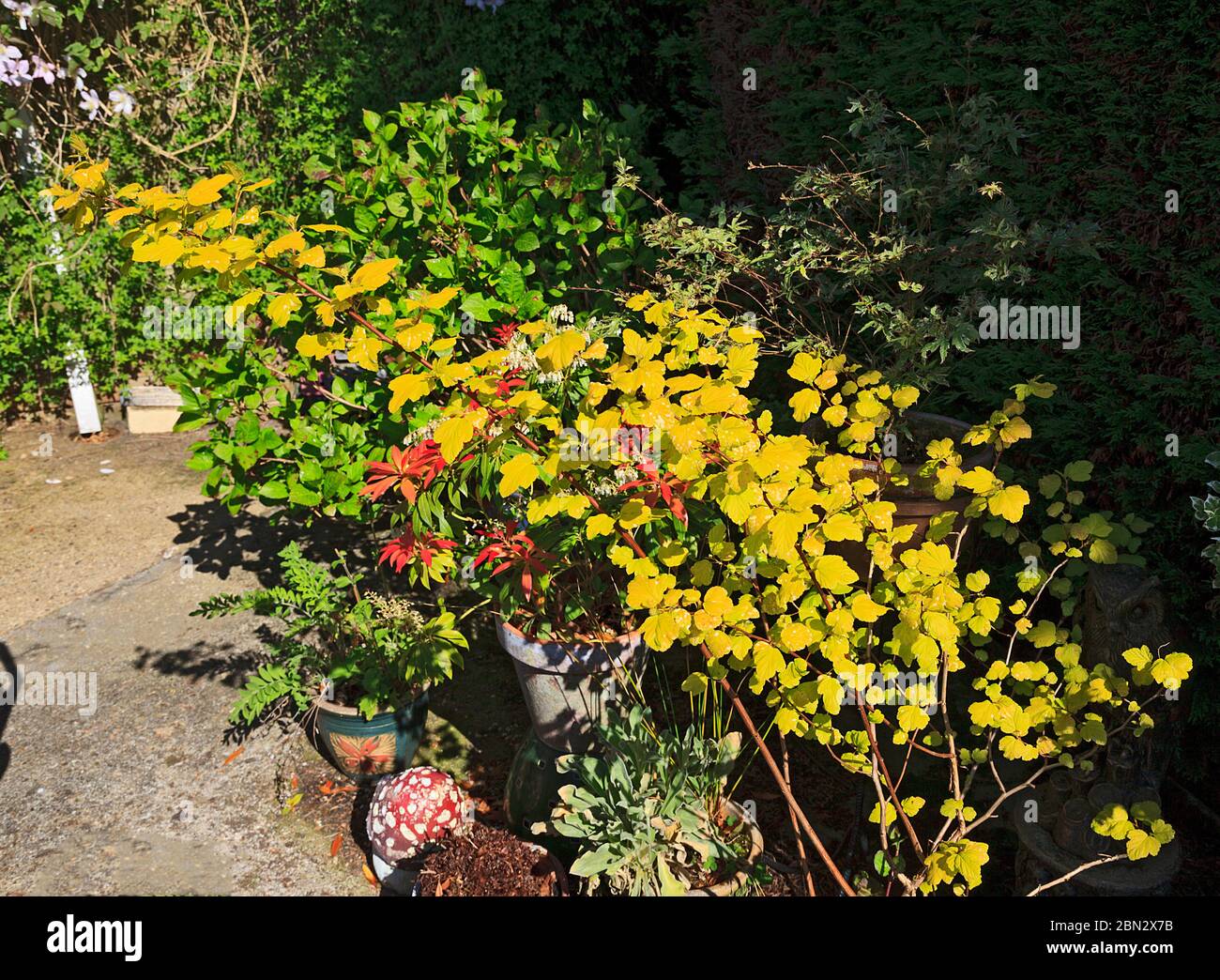 Patio Pot piante Foto Stock