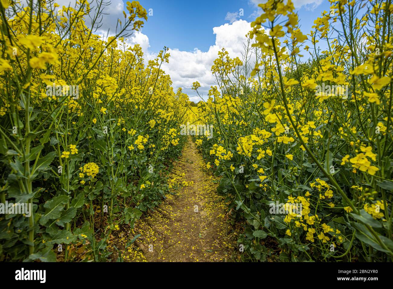 La colza non è solo bella da guardare, ma è anche una pianta utile. Malente / Ostholstein / Germania. Foto Stock