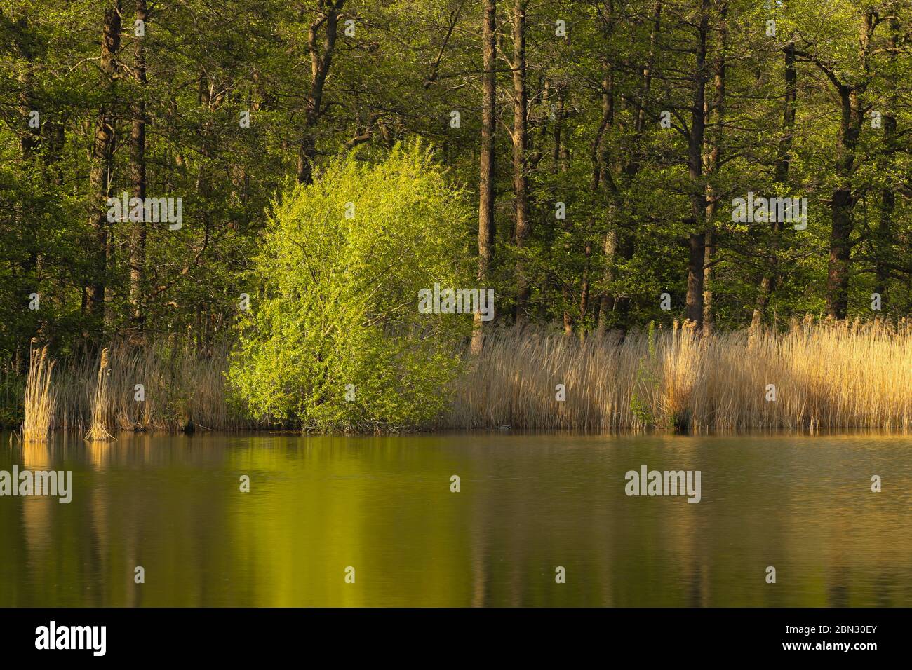 L'albero verde con le sue foglie giovani si trova al Kellersee (Malente, Germania del Nord) Foto Stock