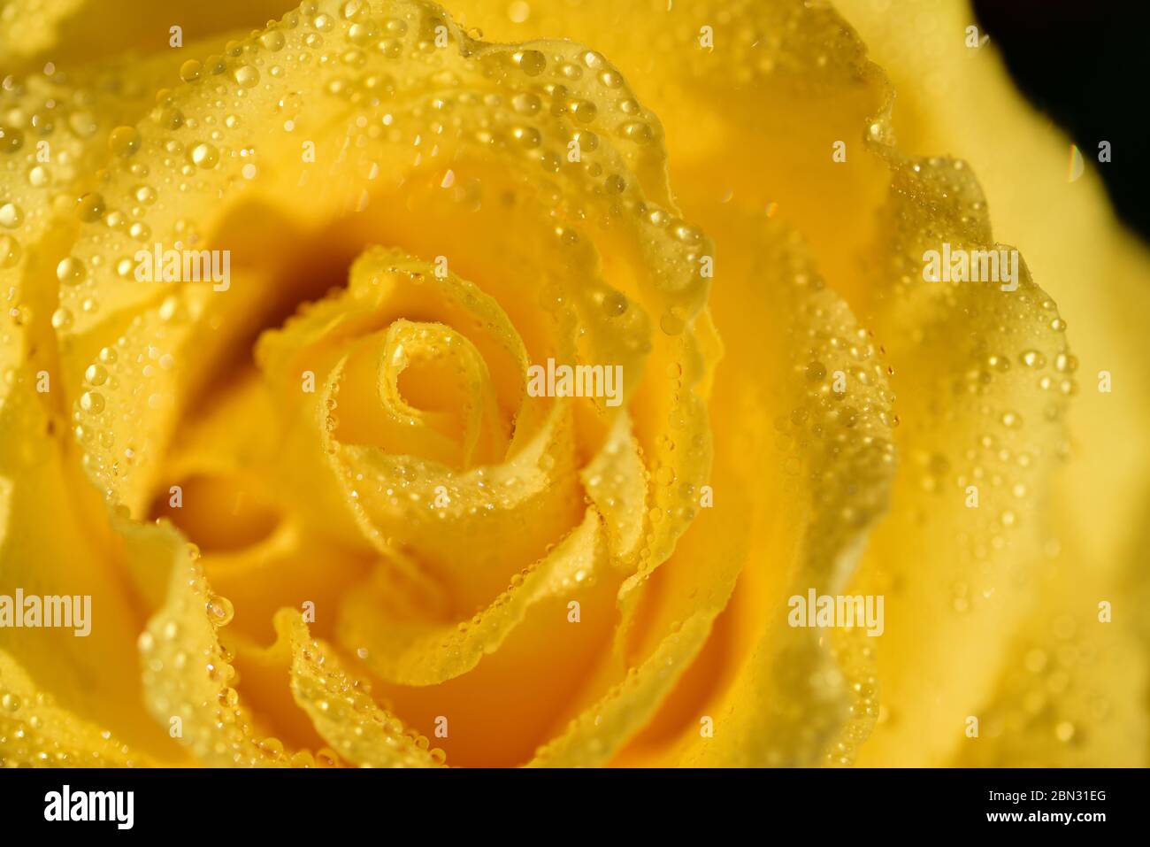 Primo piano, primo piano e sfondo di un petalo di rosa giallo fresco con gocce d'acqua Foto Stock