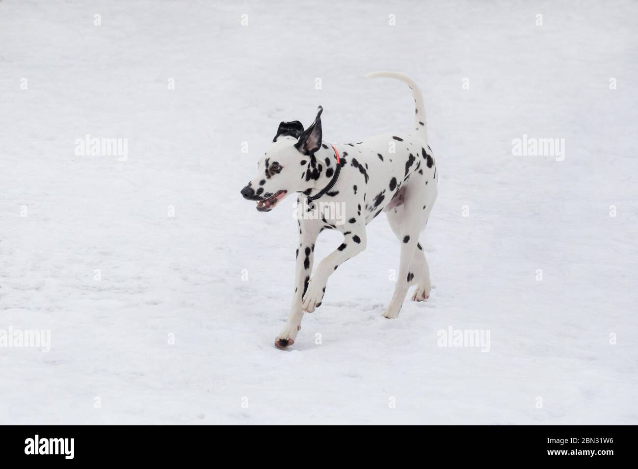 Il simpatico cucciolo dalmata corre su una neve bianca nel parco invernale. Animali domestici. Cane ribelle. Foto Stock