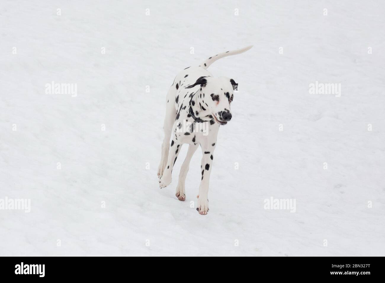 Il cucciolo dalmata corre su una neve bianca nel parco invernale. Cane da carrozza o cane da allenatore macchiato. Animali domestici. Cane ripubled. Foto Stock