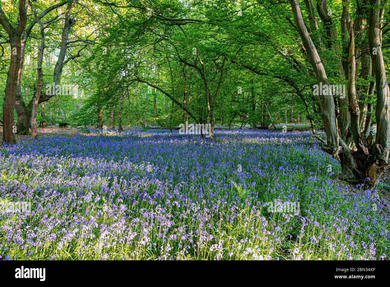 Un bel campo di fiori di bluebell in primavera Foto Stock