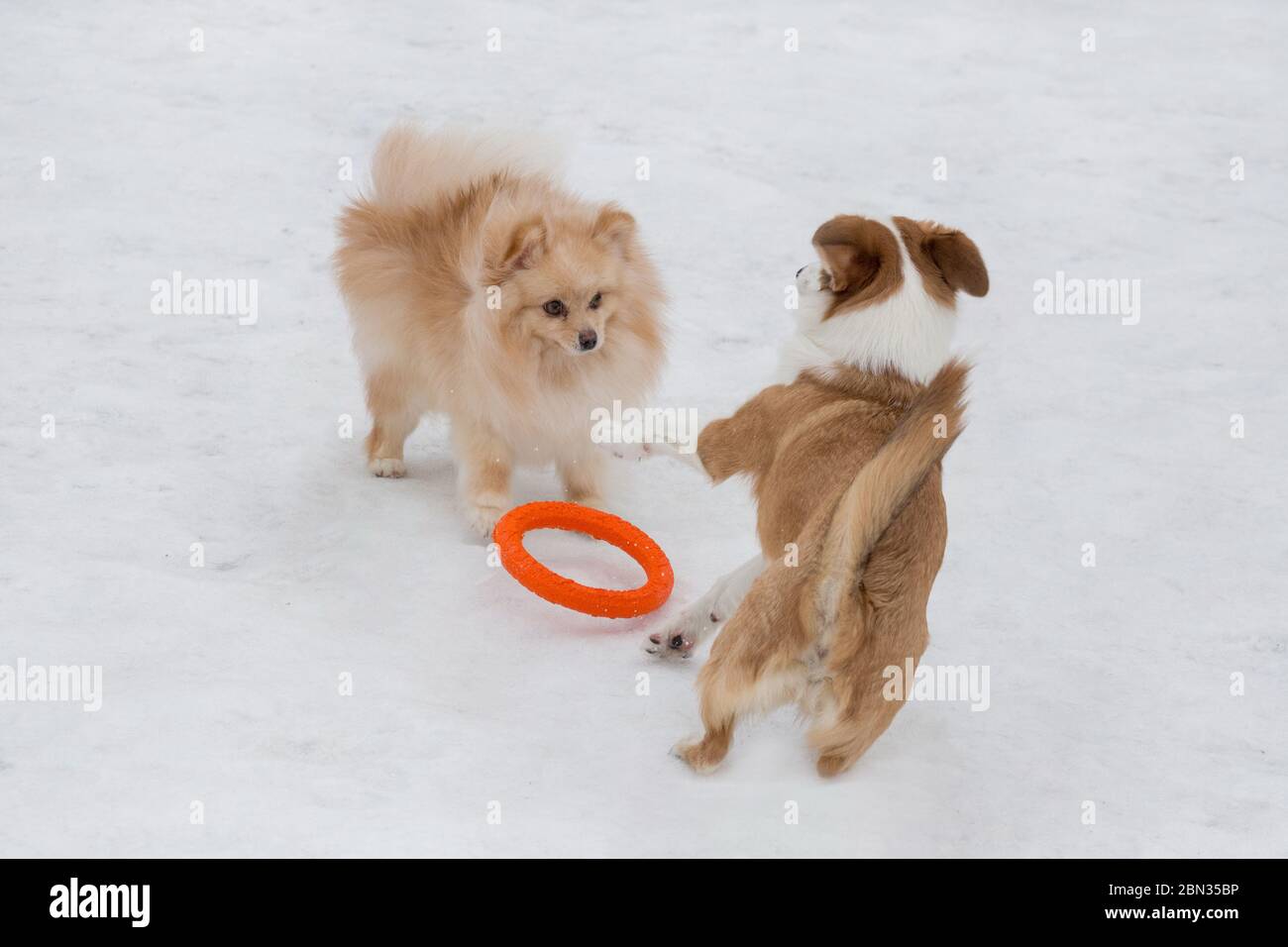 Cucciolo spitz e cucciolo di cane multibred rosso e sibile giocano con l'anello del cane nel parco invernale. Animali domestici. Foto Stock