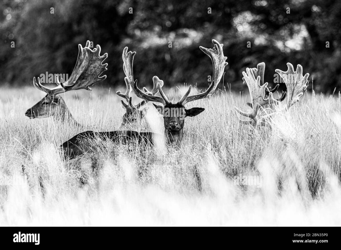 Un gruppo di daini che riposano nella prateria Foto Stock