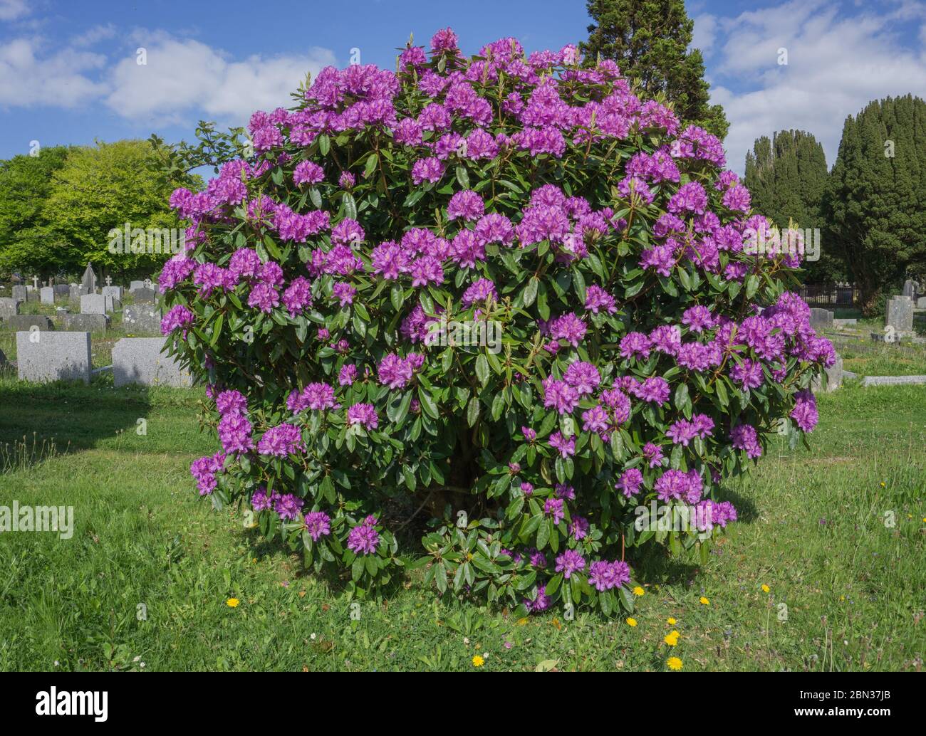 Arbusto fiorito rosa/viola, Cornovaglia Foto Stock
