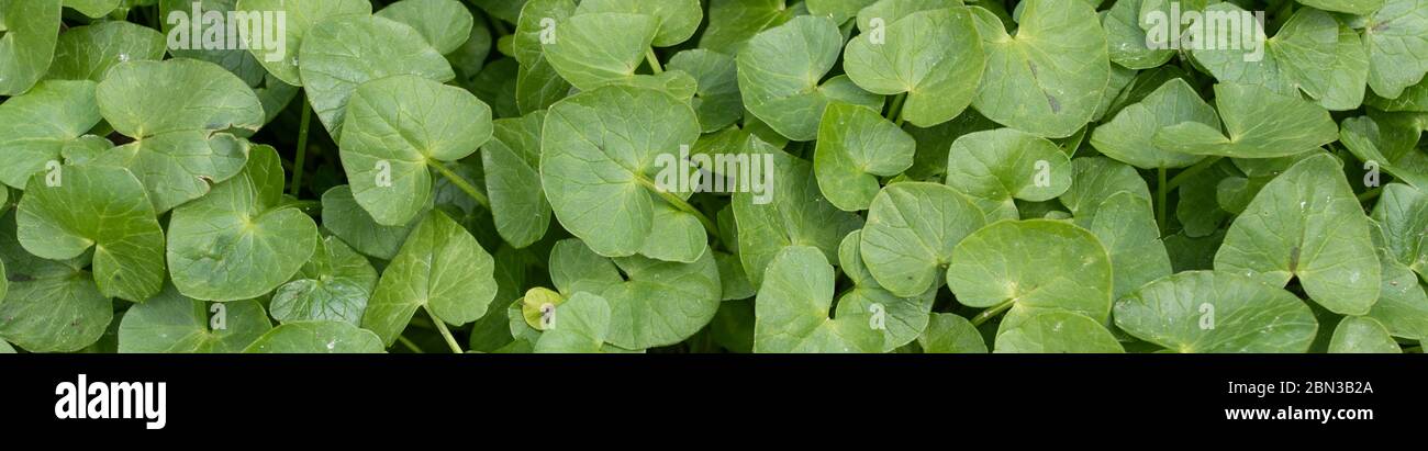banner verde verde verde verde Foto Stock