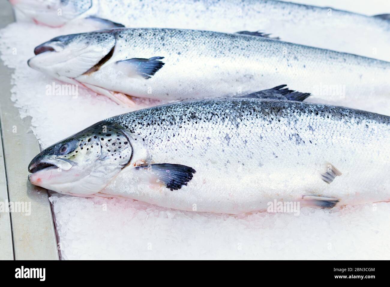 Pesce fresco di salmone su ghiaccio per la vendita in un ipermercato. Vetrina con prodotti ittici. Foto Stock