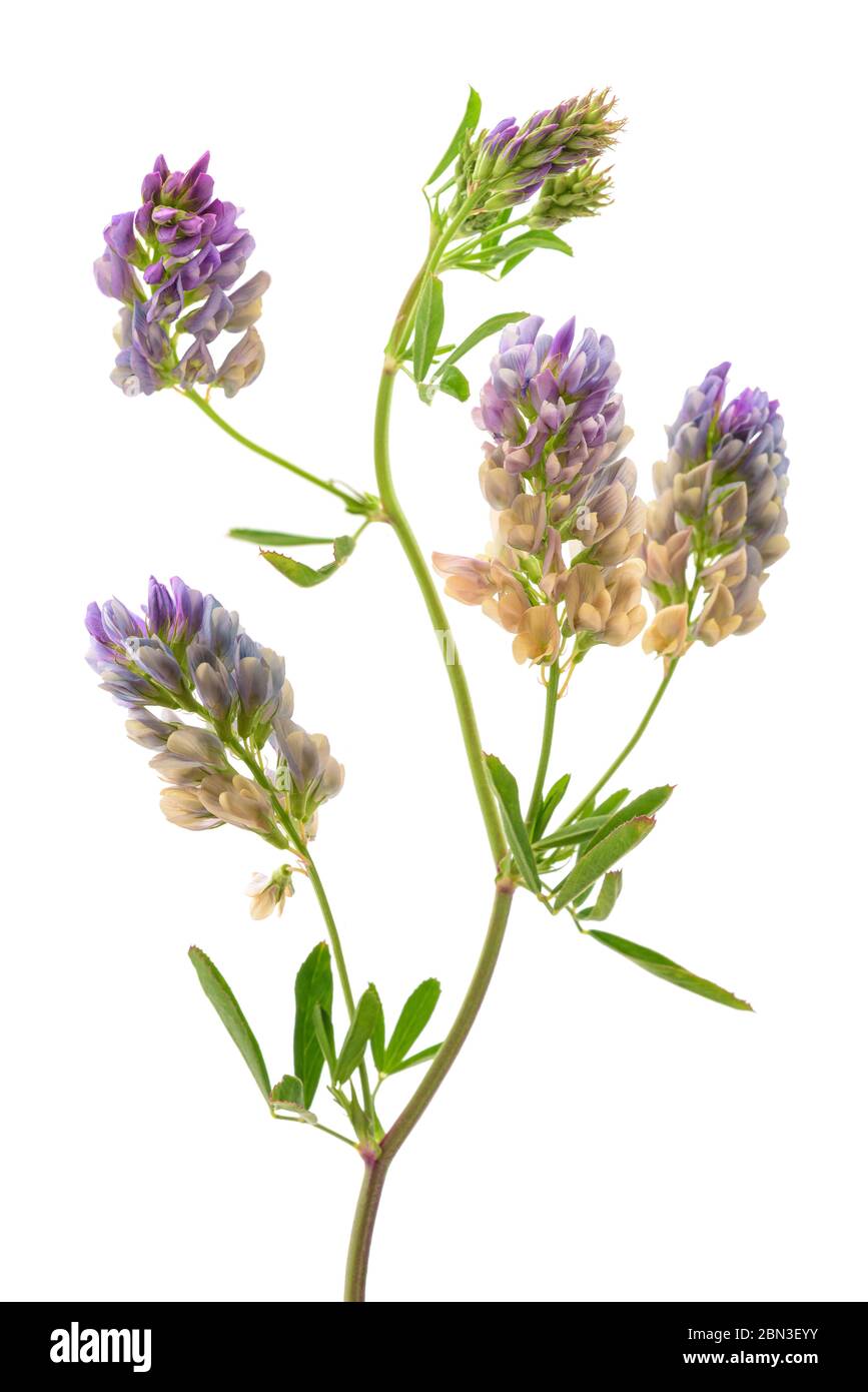 Medicago Sativa pianta isolata su sfondo bianco Foto Stock