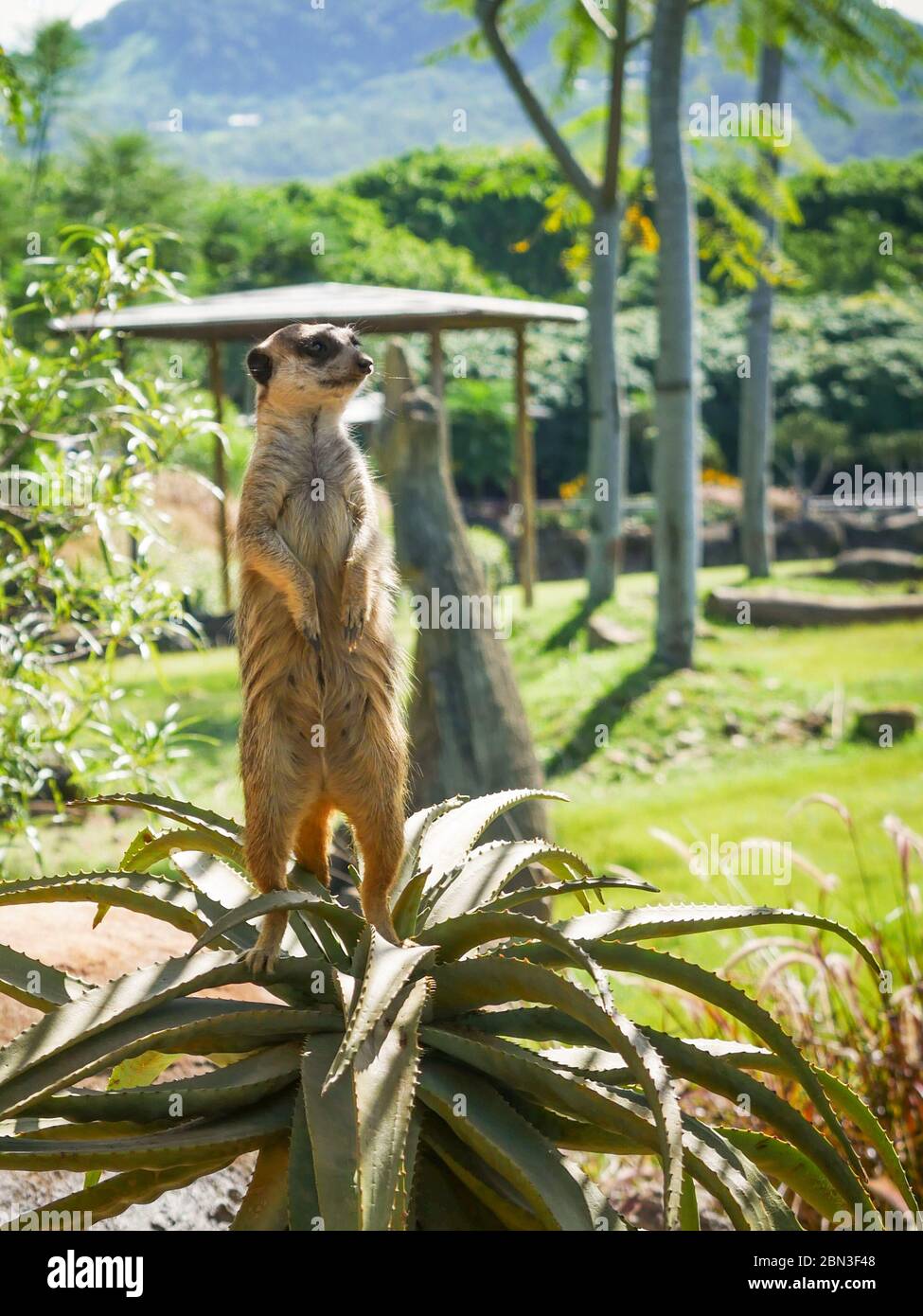 Guardia di mantenimento Meerkat alta Foto Stock