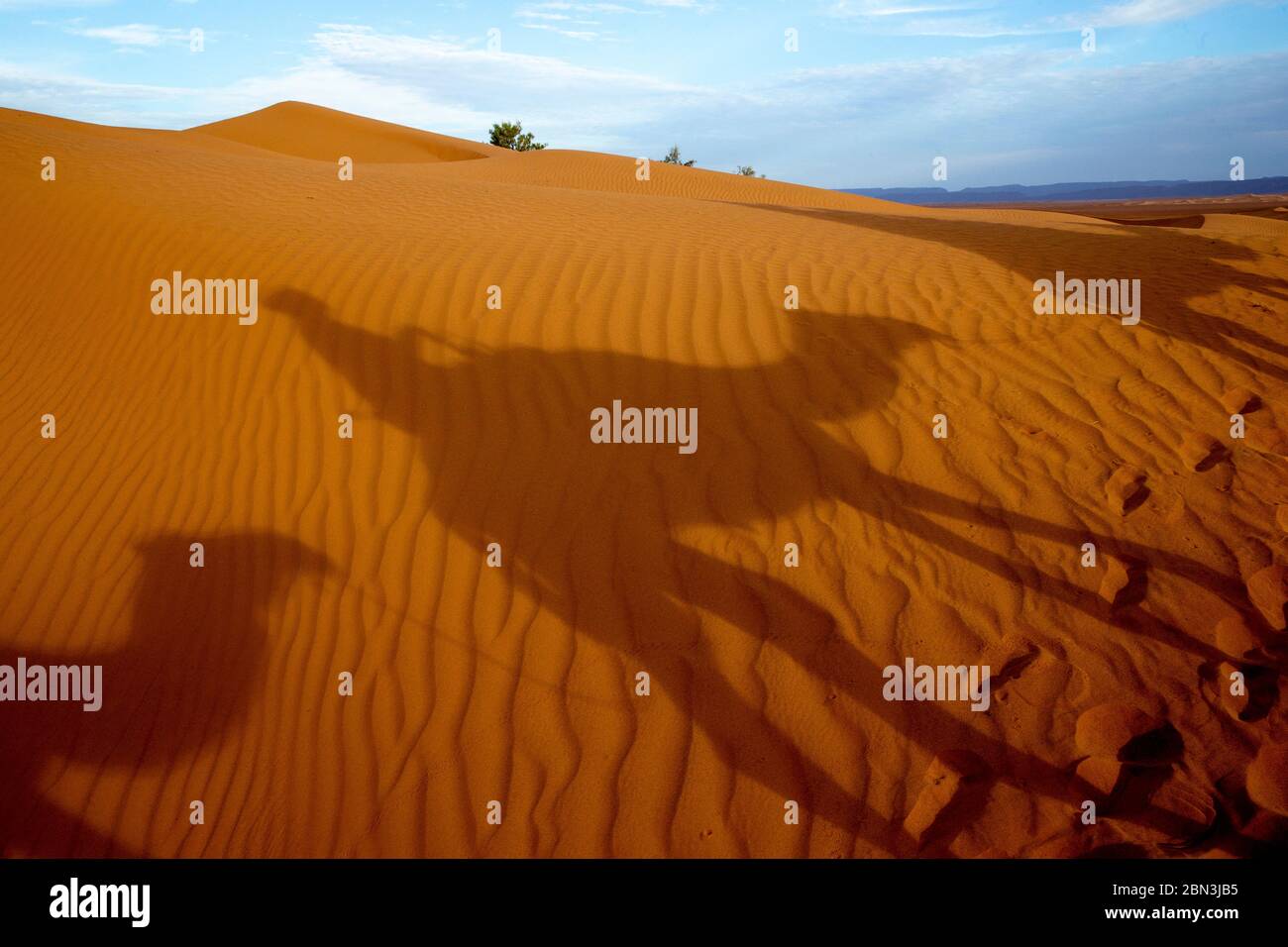 Escursione in dromedario nel Marocco orientale Foto Stock