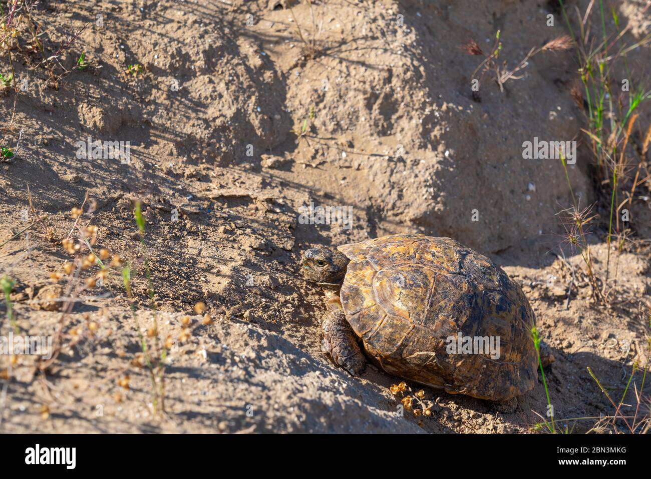 Terra tartaruga a piedi in steppa Foto Stock